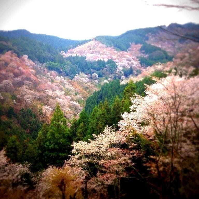 吉野山の桜