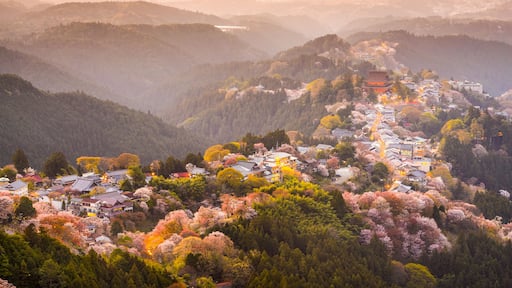 Yoshino