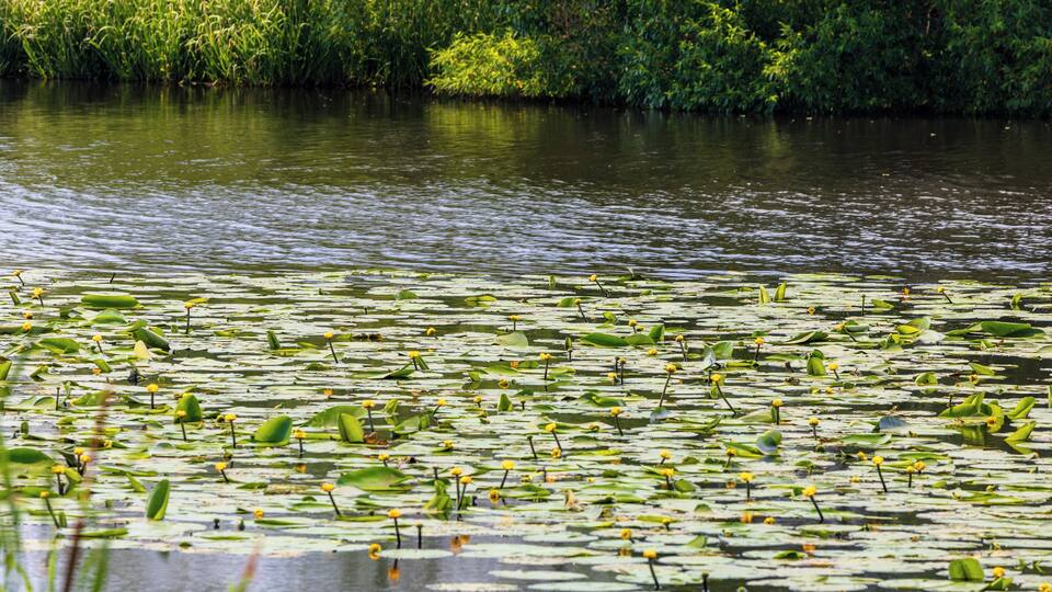 A pond with lily pads and water lilies surrounded by dense greenery.