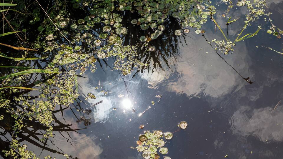 A pond with lily pads and reflections of trees and sky.