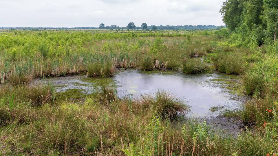 A marshland with waterlogged areas and dense vegetation.