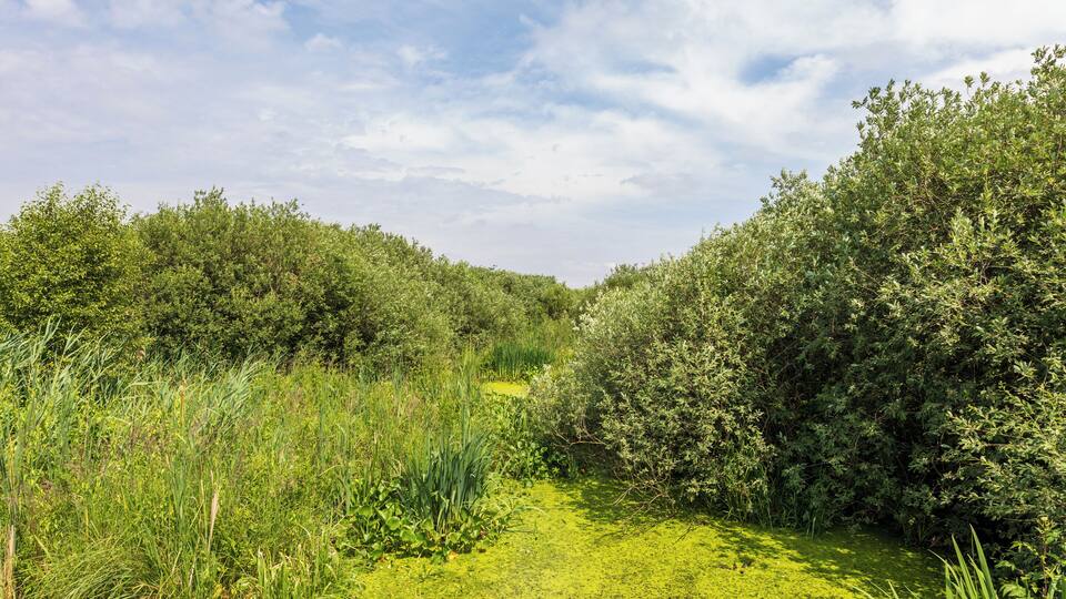 A lush green pathway flanked by dense shrubbery and tall grasses under a partly cloudy sky.