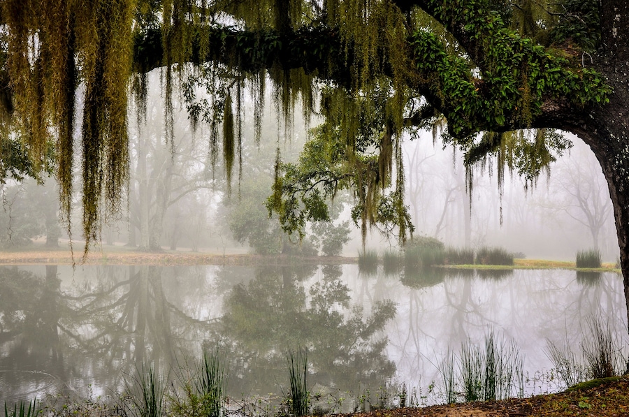A serene lake with reflections of trees and a large tree with hanging moss.
