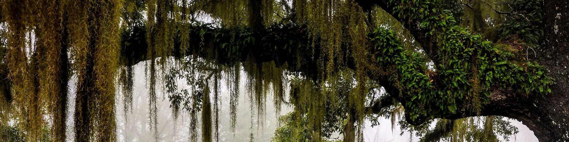 Greenwood plantation reflecting pond with ancient live oak and moss.