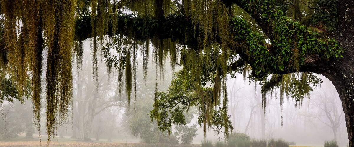 A serene lake with a large tree covered in Spanish moss, surrounded by foggy reflections.