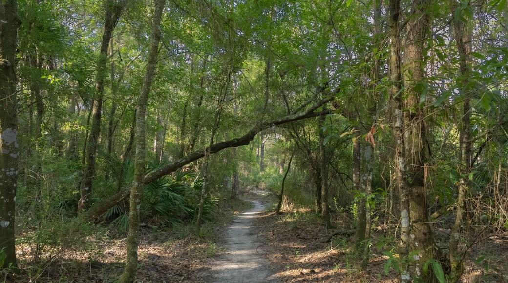 The Flatwoods Conservation Park City of Tampa Nature Conservation Area on of Floridas beautiful Nature Areas. Great for exercise, biking, hiking, running, jogging, bird watching.