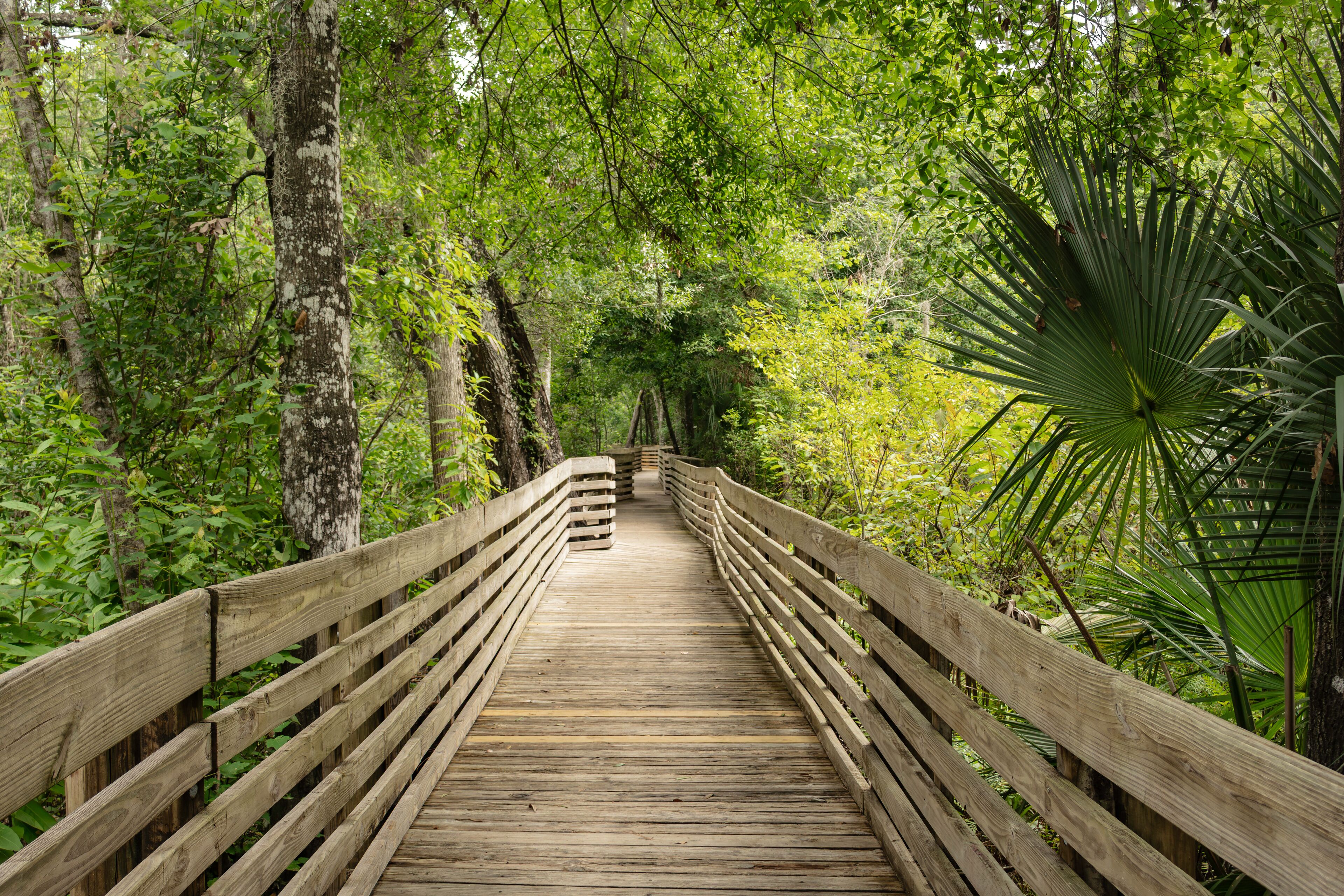 A boardwalk nature trail in John B. Sargeant Wilderness Park in Thonotosassa, Florida