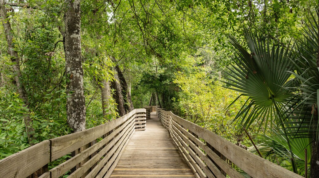 A boardwalk nature trail in John B. Sargeant Wilderness Park in Thonotosassa, Florida