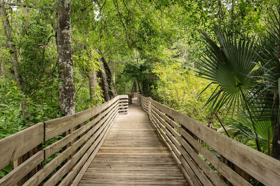 A wooden boardwalk through a forest with dense foliage and a large palm tree.