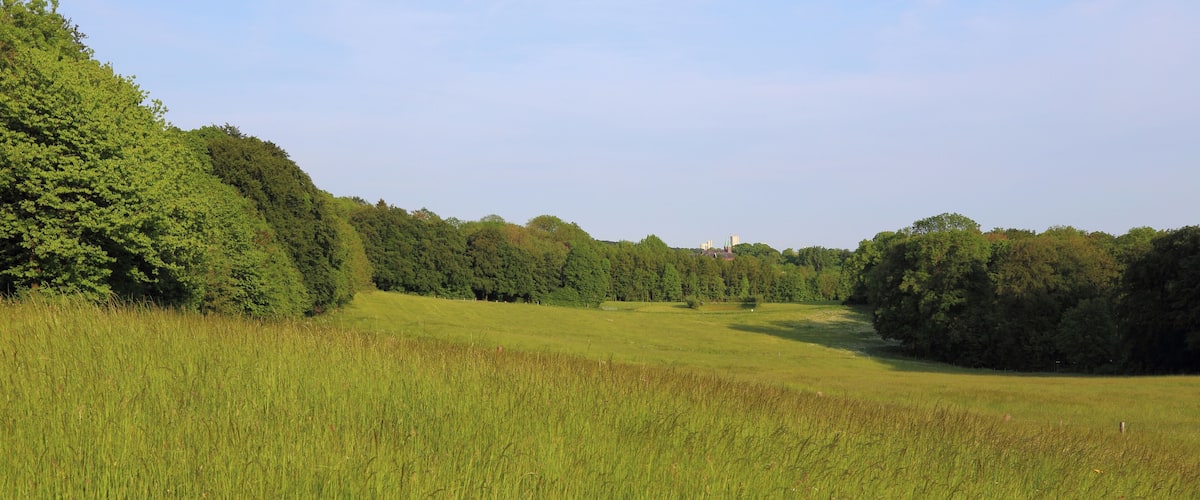 A grassy field with trees and a distant building.