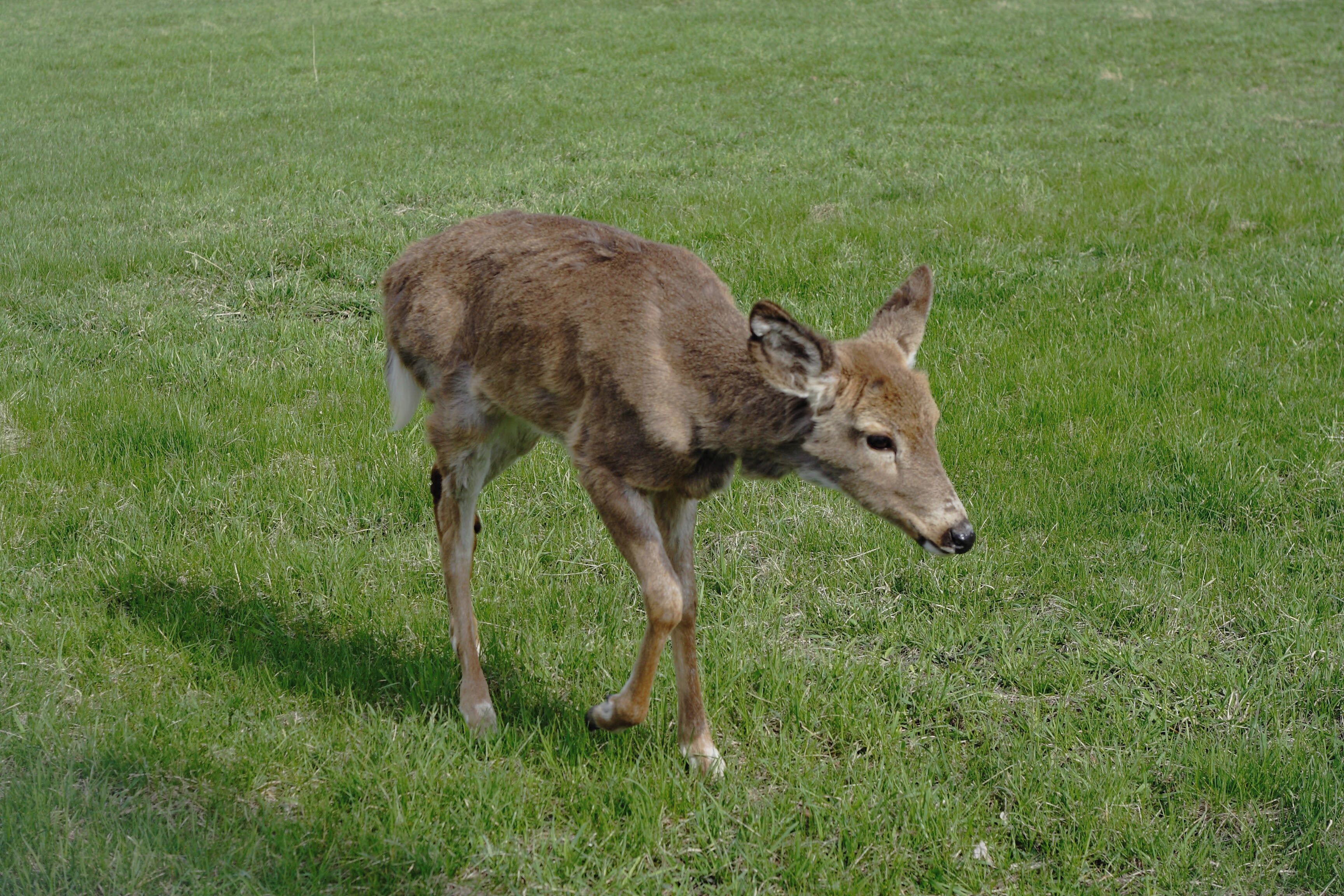 The deer will literally eat out of your hand