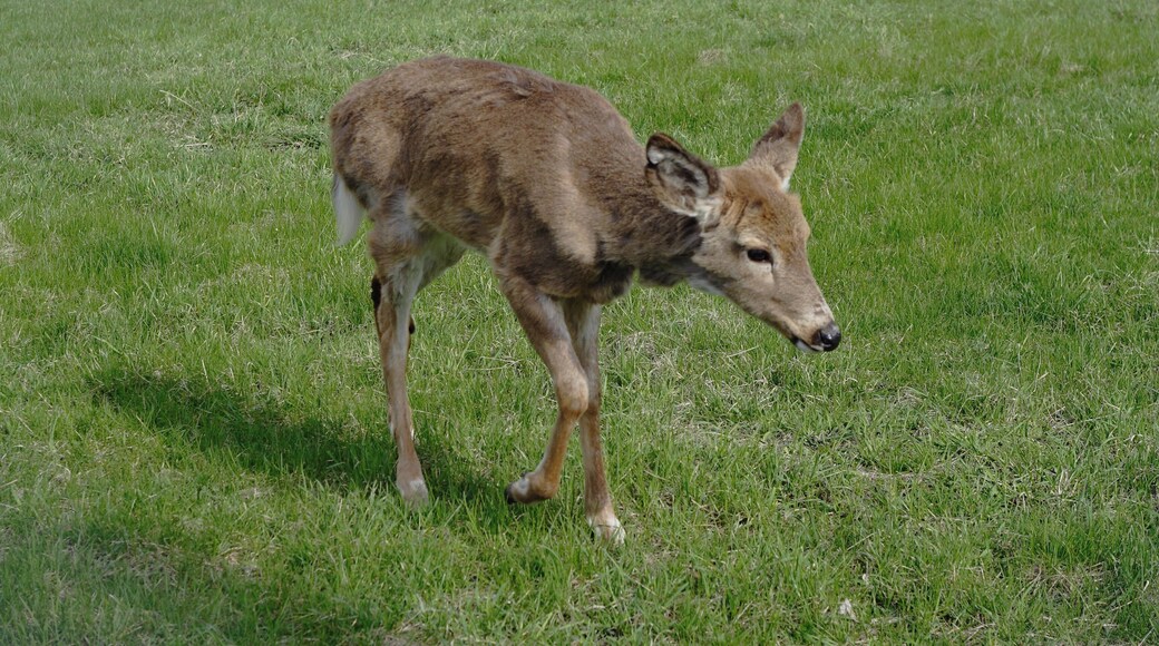 The deer will literally eat out of your hand