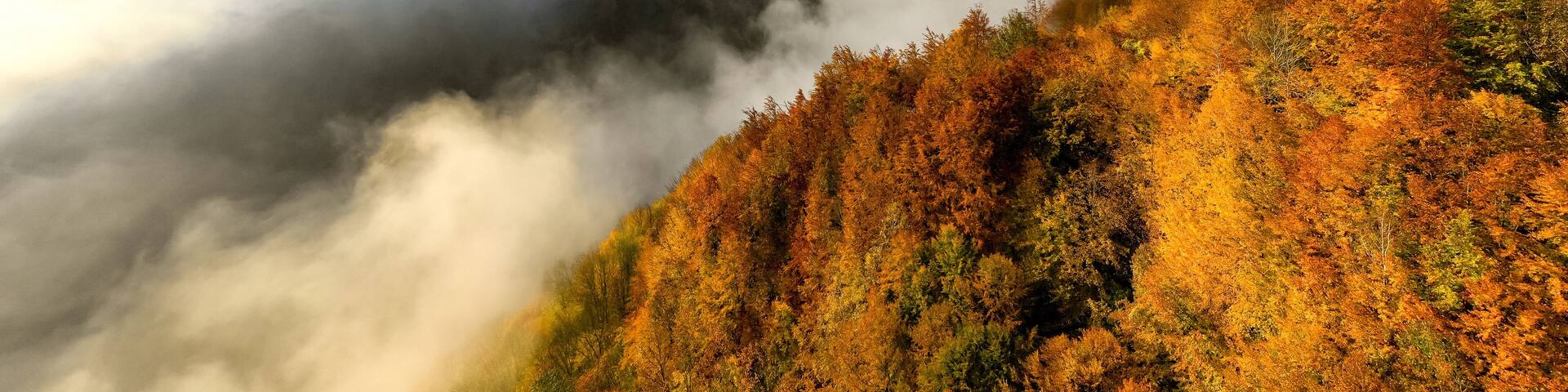 Foggy autumn morning in the forest on Jiului Valley in Transylvania