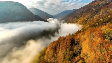Foggy autumn morning in the forest on Jiului Valley in Transylvania