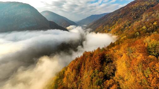 Foggy autumn morning in the forest on Jiului Valley in Transylvania