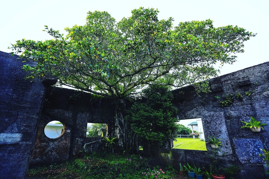 #taitung #lanyu #orchidisland #lanyuisland #Taiwan #asia #iseetaiwan #amazing #exploretaiwan #adventure #explore #nature #travel #history #jungle #architecture #historyarchitecture #rugged #planks #tree