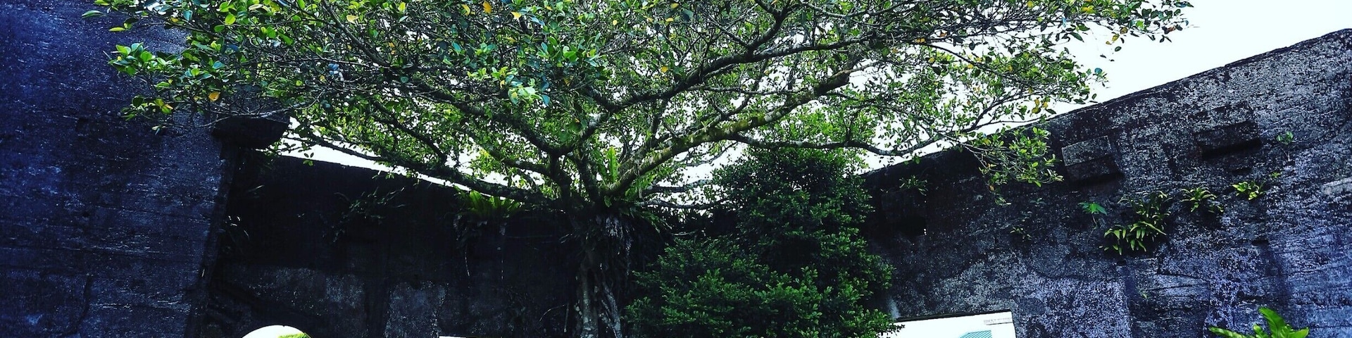 #taitung #lanyu #orchidisland #lanyuisland #Taiwan #asia #iseetaiwan #amazing #exploretaiwan #adventure #explore #nature #travel #history #jungle #architecture #historyarchitecture #rugged #planks #tree