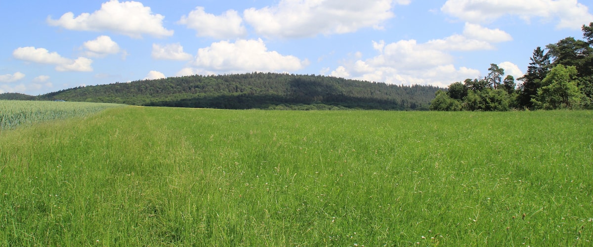 A green field with a forested hill in the background under a blue sky with clouds.