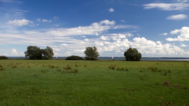 A grassy field with three trees and a body of water in the distance.