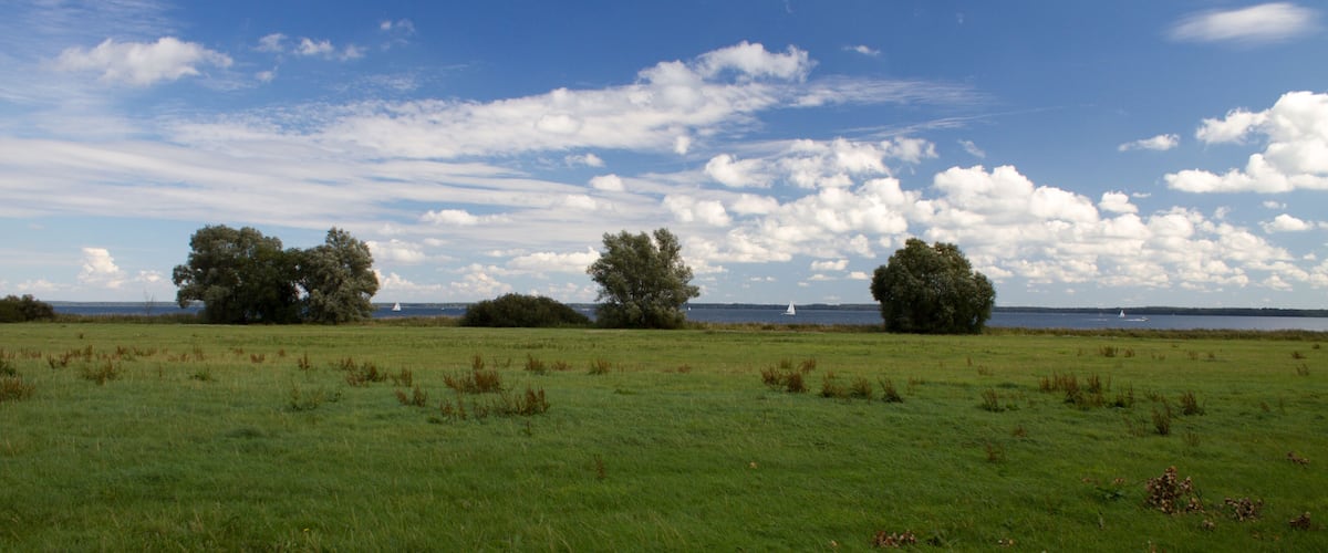 A grassy field with three trees and a body of water in the distance.