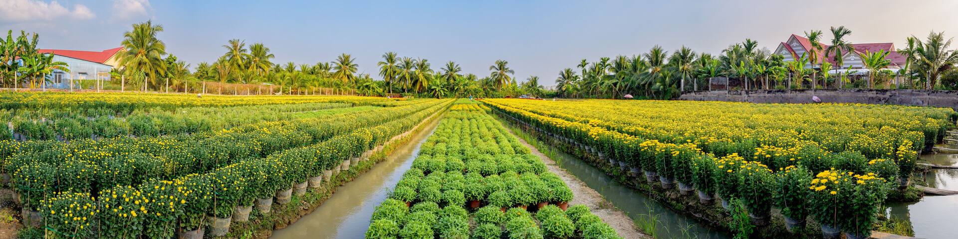 Panoramic of blooming flower fields in the countryside in My Tho, Tien Giang province, Vietnam