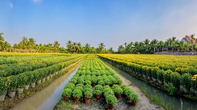 Panoramic of blooming flower fields in the countryside in My Tho, Tien Giang province, Vietnam