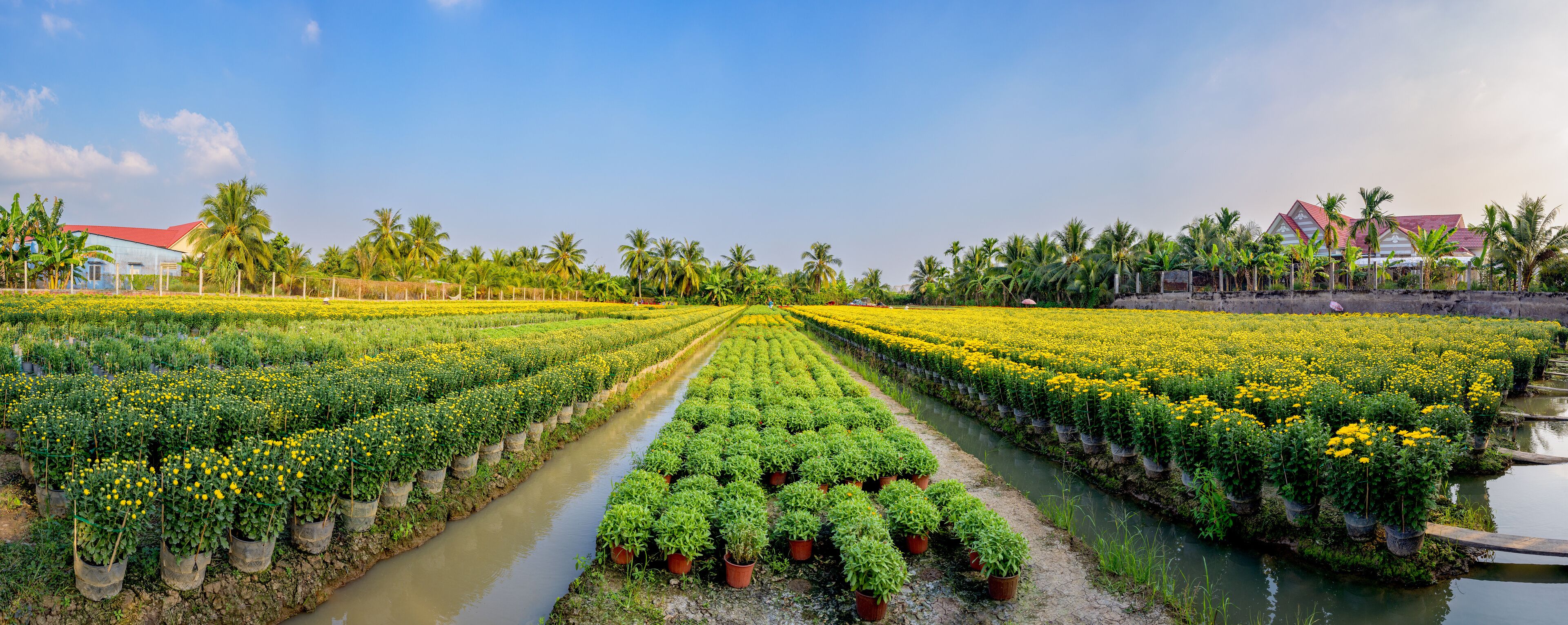 A field of yellow flowers with a water canal running through it.