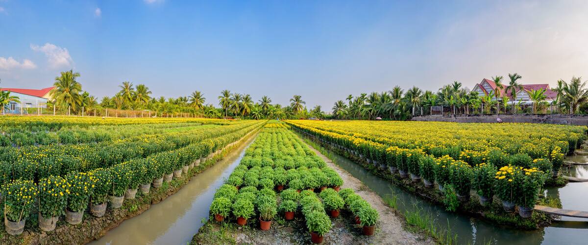 A field of yellow flowers with a water canal running through it.