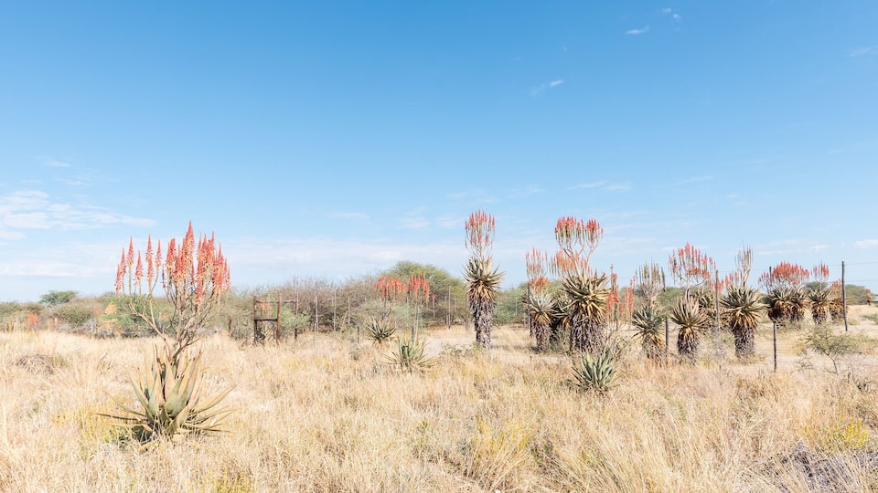 Windhoek or Mountain Aloes, Aloe littoralis, north of Otjiwarongo