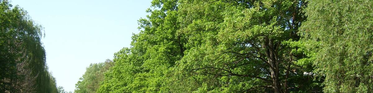 Nordumfluter in Lübben