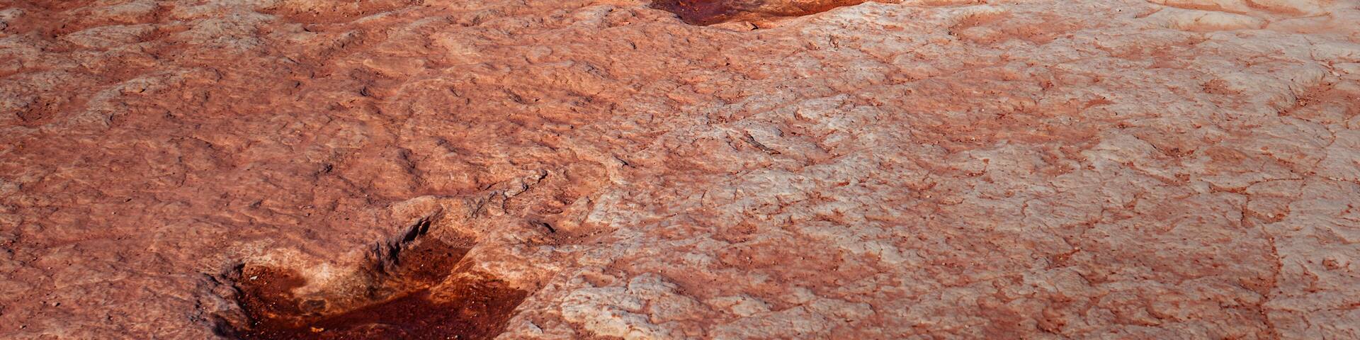 Dinosaur trackway imprinted in red sandstone desert terrain