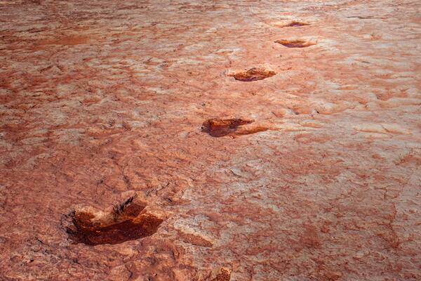 Dinosaur trackway imprinted in red sandstone desert terrain
