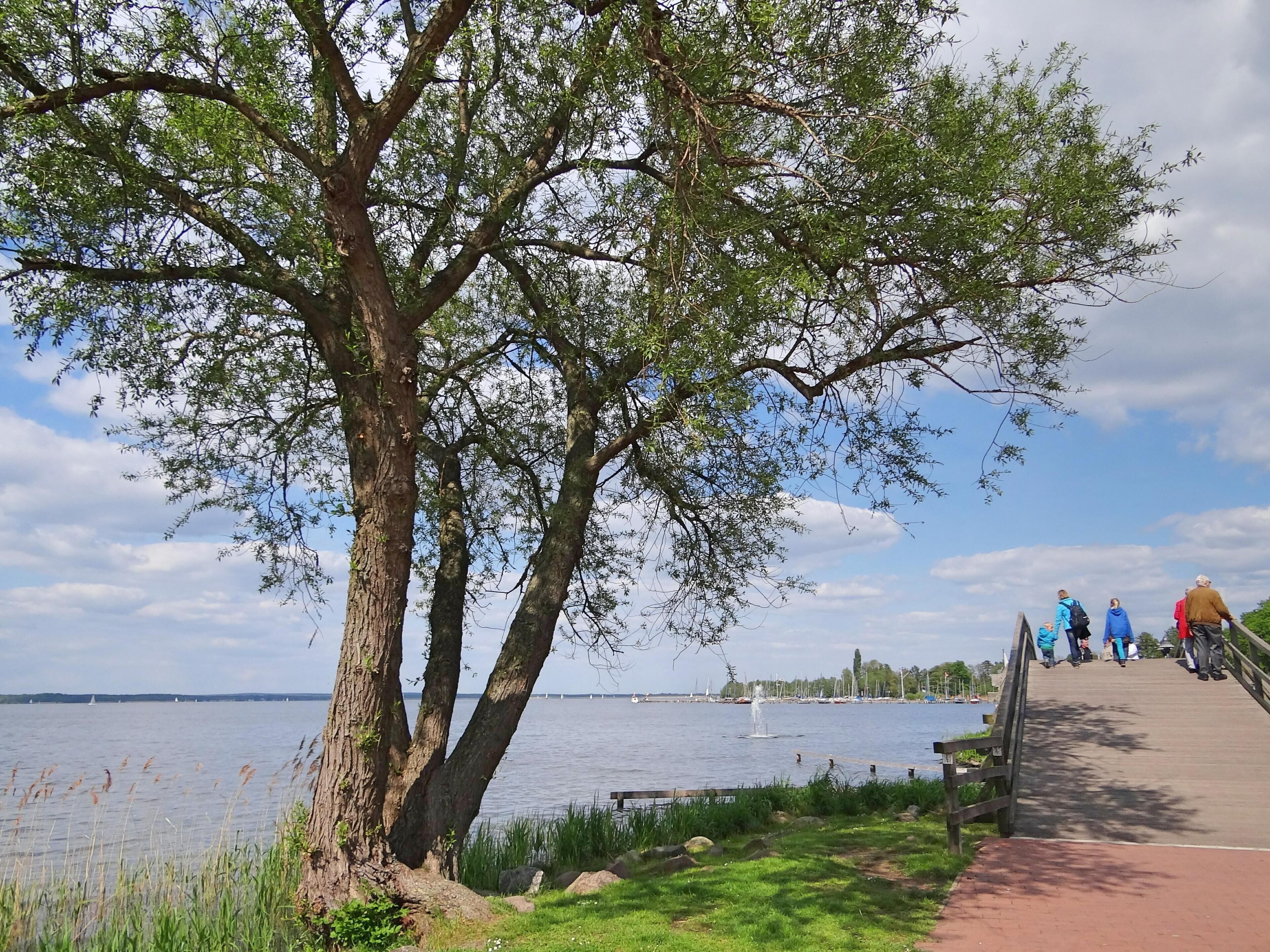 A lakeside walkway with trees and a distant view of sailboats.