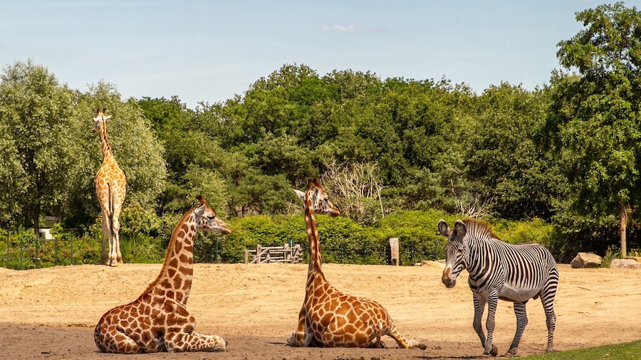 Giraffe and Zebra in the Beekse Bergen Safaripark
