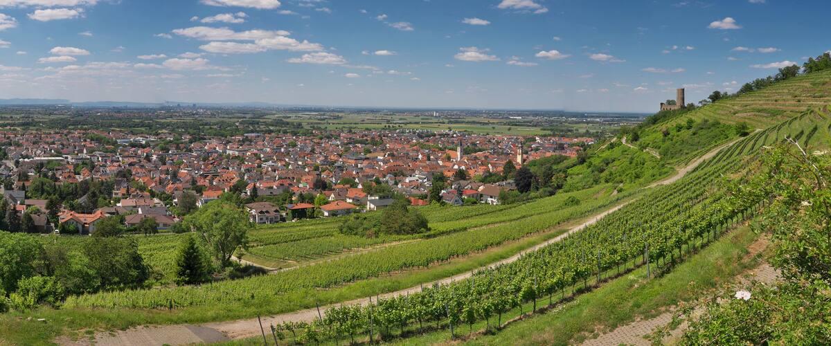 A town with vineyards and a castle on a hill.