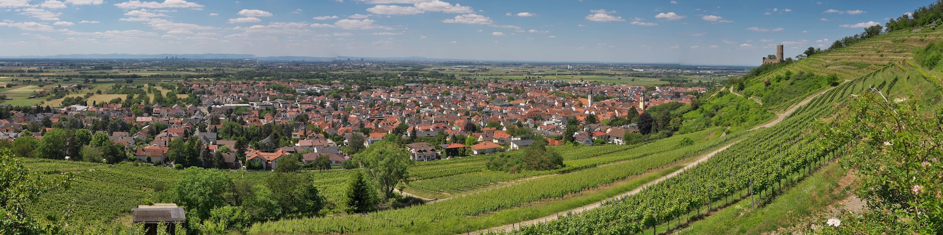 A town with vineyards and a castle on a hill.