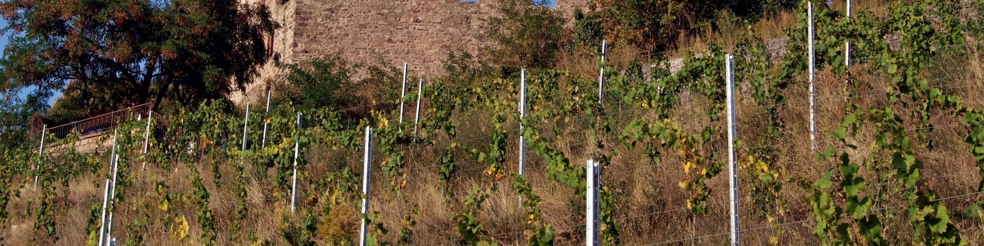 Strahlenburg, auch Schloss Strahlenberg, Burgruine in Schriesheim im Rhein-Neckar-Kreis