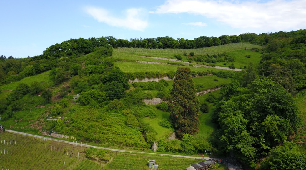 Schriesheim Madonnenberg