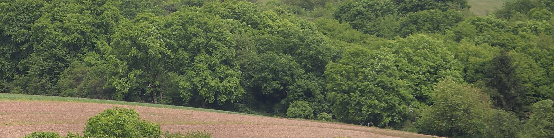Köllerbach (Püttlingen), view to the village Holz