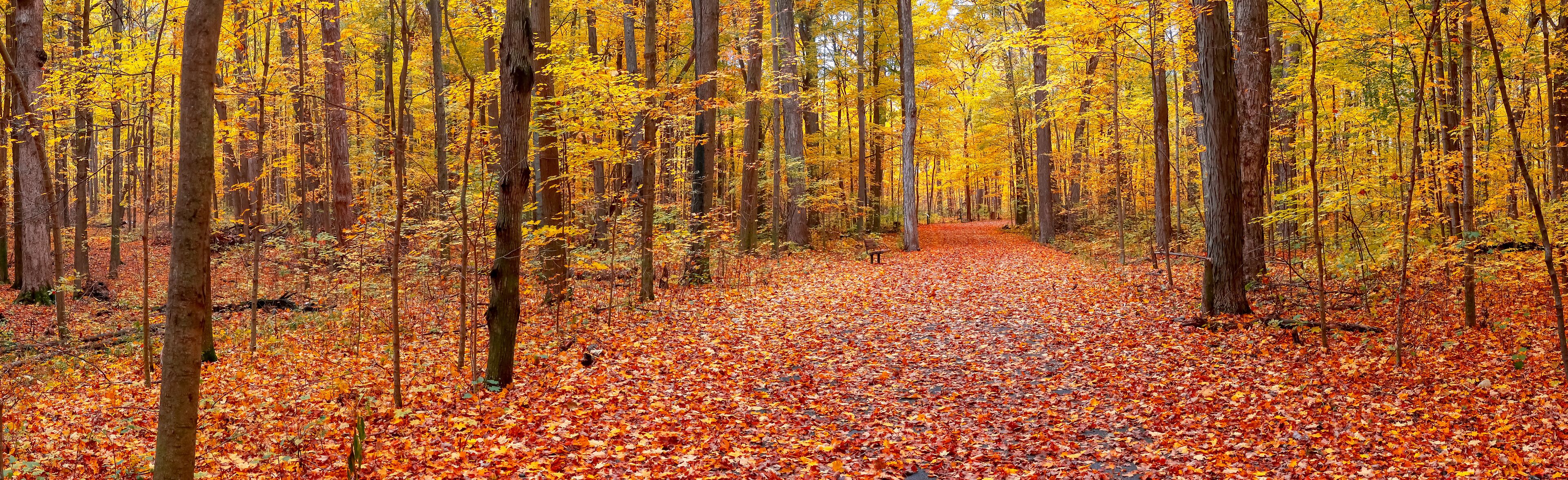 Panoramic view of Maybury state park with colorful Maple trees in Novi, Michigan.