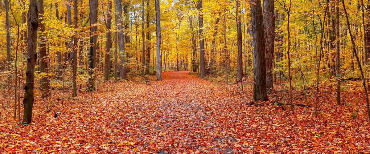 Panoramic view of Maybury state park with colorful Maple trees in Novi, Michigan.