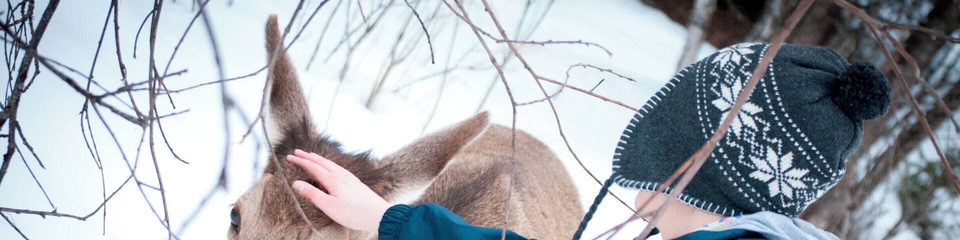 'We continued to Izvoare, where we had a wildlife park tour booked. We were a little bit late, but our guide was very kind to wait for us. Our stroll in the snow was very nice and we saw several specimens of mouflon, roedeer, stag, and fallow deer. We even got to see tracks of hare and fox (as this is the only carnivore that can dig its way into this 300 ha privately-owned park). It is a must-see if in the area and you might be in for some unforgettable surprises! Like the one in the picture.'