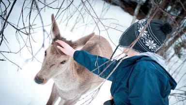 'We continued to Izvoare, where we had a wildlife park tour booked. We were a little bit late, but our guide was very kind to wait for us. Our stroll in the snow was very nice and we saw several specimens of mouflon, roedeer, stag, and fallow deer. We even got to see tracks of hare and fox (as this is the only carnivore that can dig its way into this 300 ha privately-owned park). It is a must-see if in the area and you might be in for some unforgettable surprises! Like the one in the picture.'