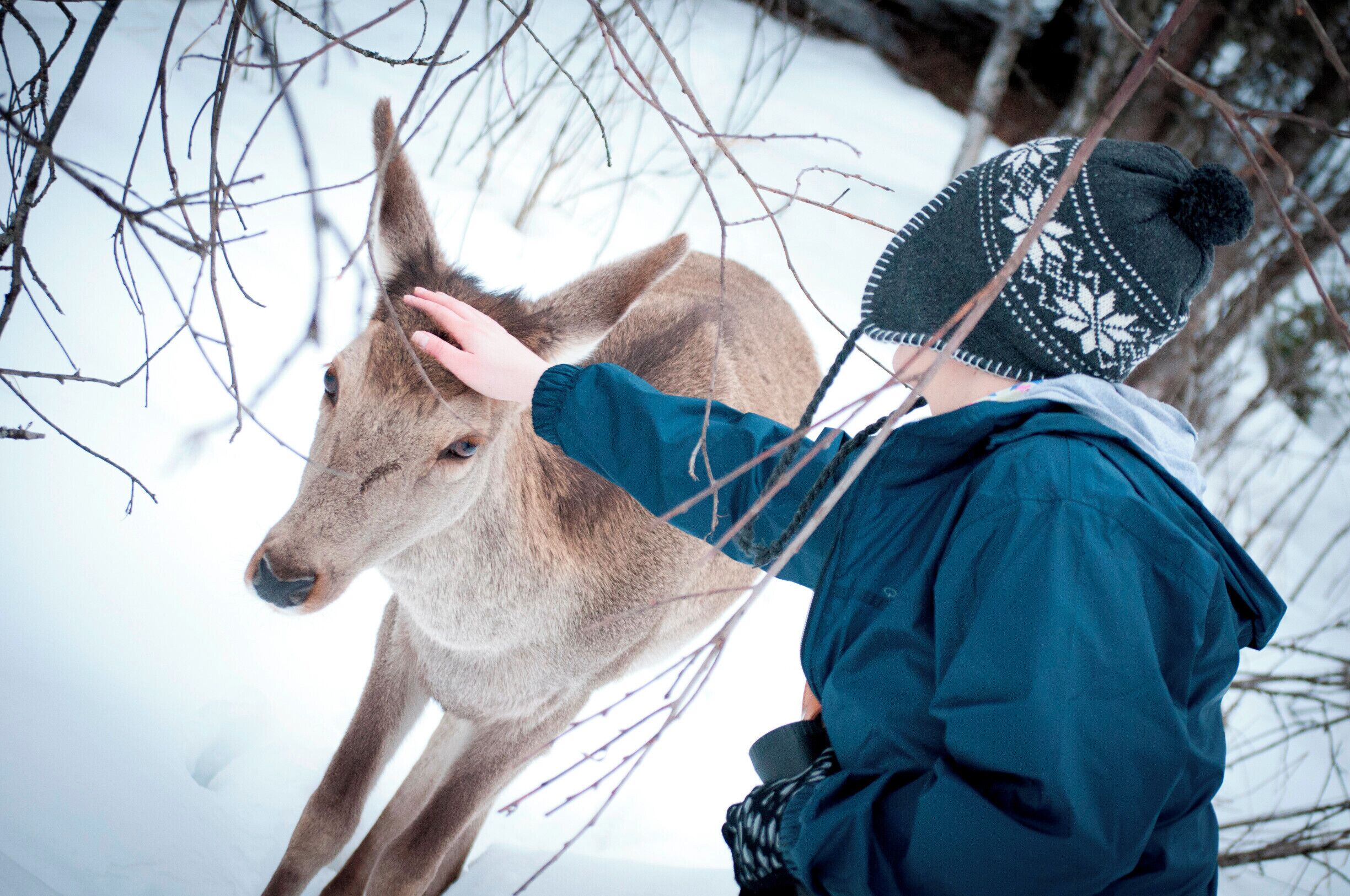 A person in winter clothing petting a deer in a snowy forest.