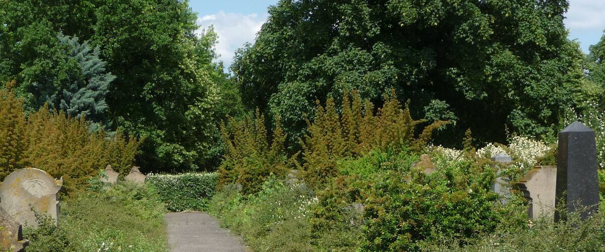 A narrow, paved path flanked by dense greenery and stone markers, likely in a cemetery.