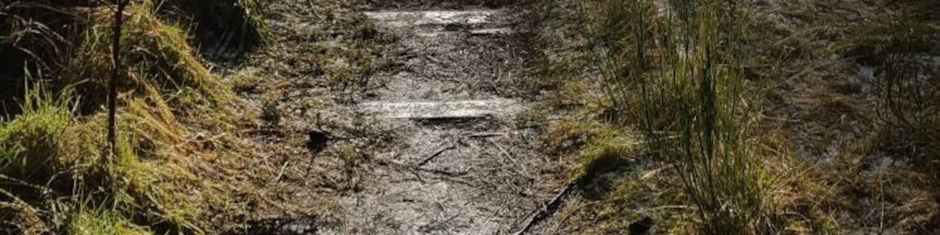 Came across a old disused railway line , brilliant to walk along ....so quite, only the singing birds to listen to,