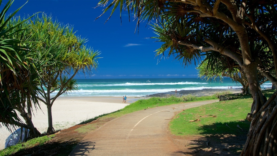 Shelly Beach showing a sandy beach