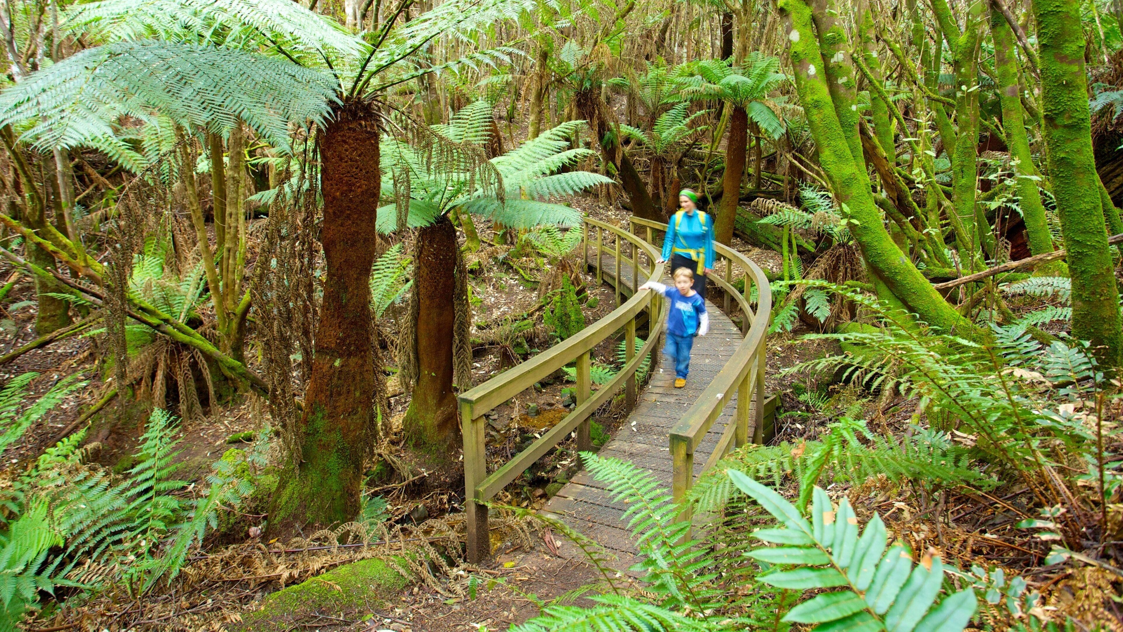 A wooden bridge in a dense forest with ferns and moss-covered trees.