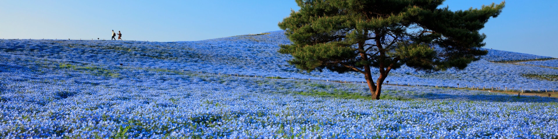 Um campo de flores azuis com uma árvore solitária e duas pessoas ao longe.