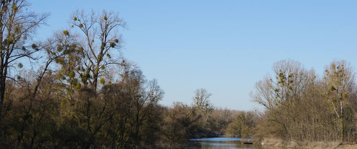 A calm river surrounded by trees with some having mistletoe.